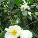 Stewartia pseudocamellia fleur